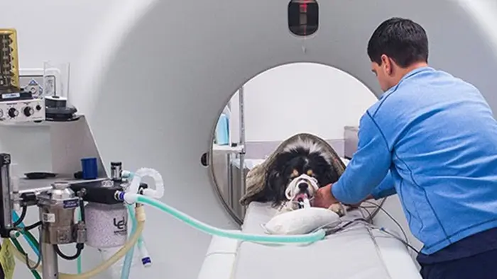 pet medical imaging industry
